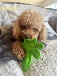 Durable Plush Squeaky Toy for Small Dogs