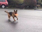 Durable Flexible Frisbee for Active Dogs