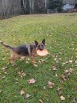 Durable Flexible Frisbee for Active Dogs