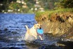 Chuckit! Paraflight Floating Frisbee for Dogs