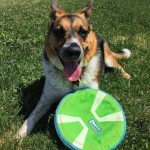 Chuckit Paraflight Glow-in-the-Dark Dog Frisbee