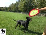 Gentle Fetch Frisbee Dog Toy - 12" Floppy Disc