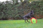 Gentle Fetch Frisbee Dog Toy - 12" Floppy Disc