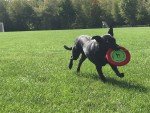 Gentle Fetch Frisbee Dog Toy - 12" Floppy Disc