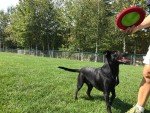 Gentle Fetch Frisbee Dog Toy - 12" Floppy Disc