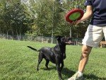 Gentle Fetch Frisbee Dog Toy - 12" Floppy Disc