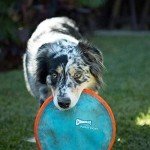 Chuckit! Paraflight Flyer Dog Frisbee Toy