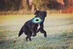 Chuckit ZIPFLIGHT Glow-in-the-Dark Dog Frisbee
