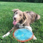 Chuckit! Paraflight Floating Dog Frisbee Toy