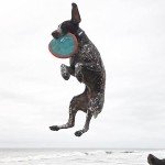 Chuckit! Paraflight Floating Dog Frisbee Toy