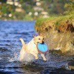 Chuckit! Paraflight Floating Dog Frisbee Toy