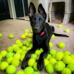 Bulk Tennis Balls for Dogs - 100 Count