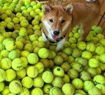 100 Affordable Dog Tennis Balls - Great Value!