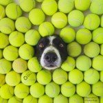 100 Affordable Dog Tennis Balls - Great Value!