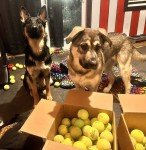 Bulk Tennis Balls for Dogs - 100 Count