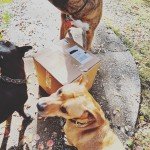 100 Affordable Dog Tennis Balls - Great Value!