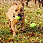 Bulk Tennis Balls for Dogs - 100 Count