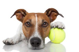 20 Tennis Balls for Dogs - Perfect Playtime!