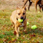 100 Affordable Dog Tennis Balls - Great Value!