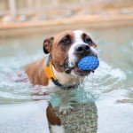 Durable Interactive Ball Toy for Large Dogs
