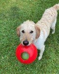 Medium Red Teaser Ball Dog Toy, 6 Inches