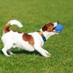 Durable Interactive Ball Toy for Large Dogs