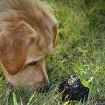 Deluxe Wiggle Treat Ball Set for Dogs