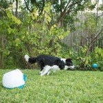 iFetch Too Interactive Ball Launcher for Dogs