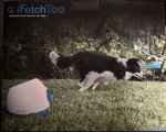 iFetch Too Interactive Ball Launcher for Dogs