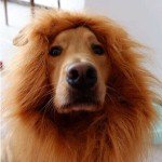 Lion Mane Wig with Ears for Large Dogs