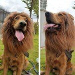 Lion Mane Wig with Ears for Large Dogs