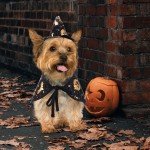 Funny Wizard Cloak and Hat Pet Costume