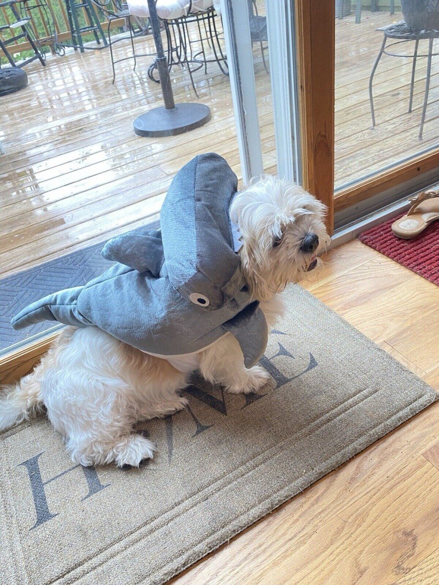 Animal Planet