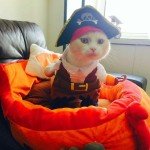 Pirate Costume for Dogs and Cats - Halloween Outfit