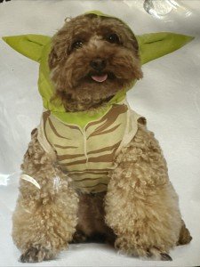 Star Wars Yoda Dog Costume - Large