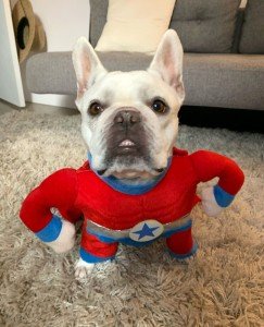 Superhero Dog Halloween Costume - Medium Fit