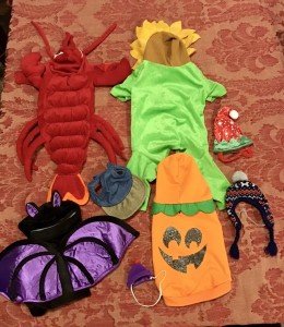 Small Dog Halloween Costume Lot: Lobster, Bat, Pumpkin & More