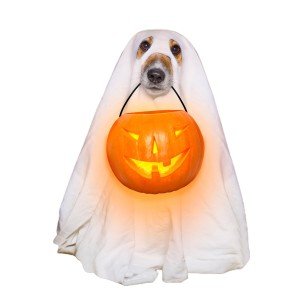 Spooky Ghost Costume Cloak for Dogs