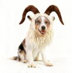 Funny Reindeer Moose Costume for Dogs - Size L