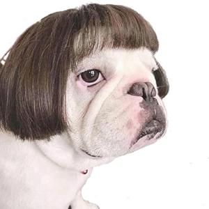 Funny Pet Wig for Dogs and Cats