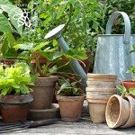 Gardening Advent Calendar: 25 Premium Seed Gifts