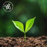 Gardening Advent Calendar: 25 Premium Seed Gifts