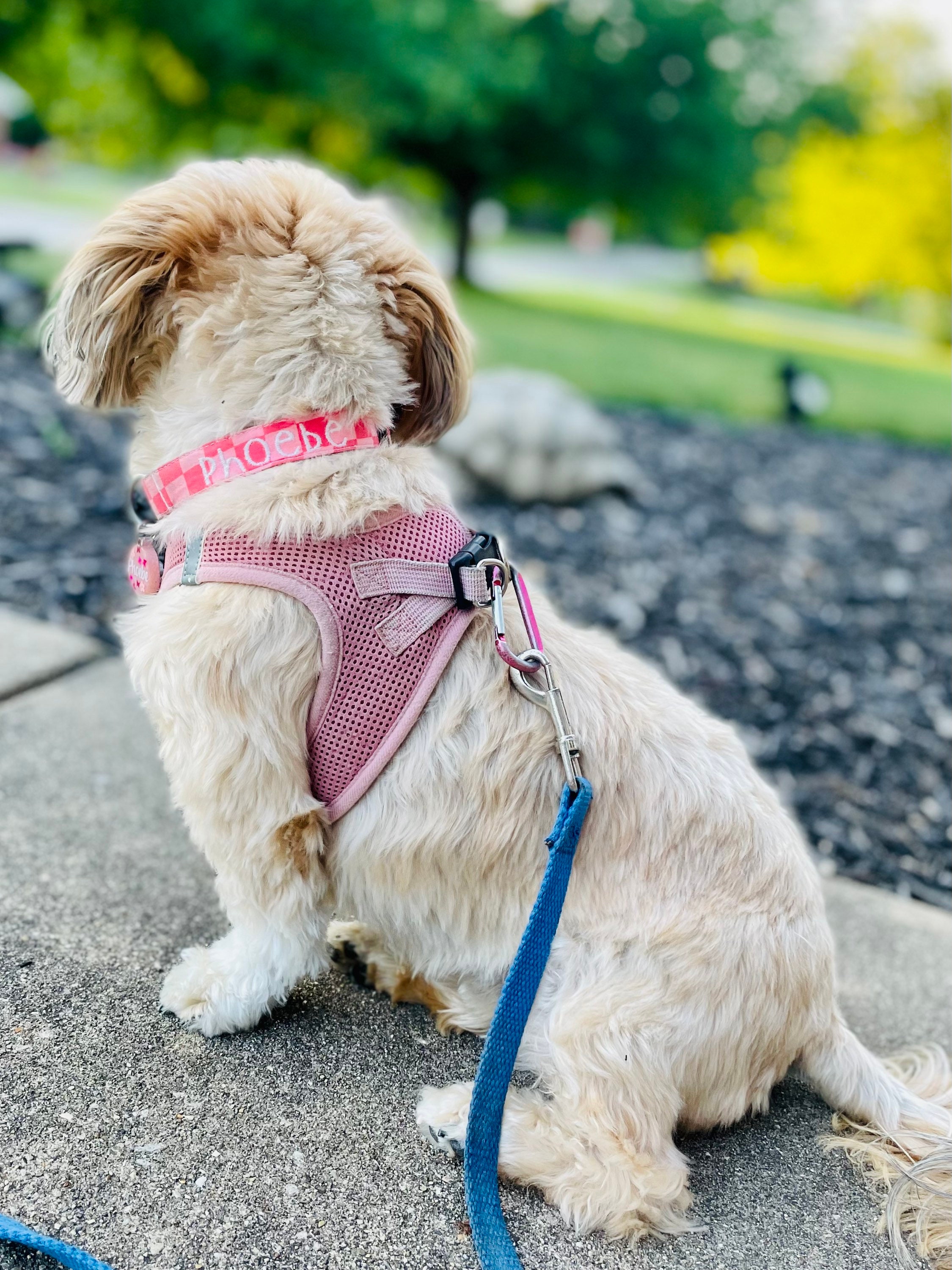 Personalized Pink Checker Dog Collar