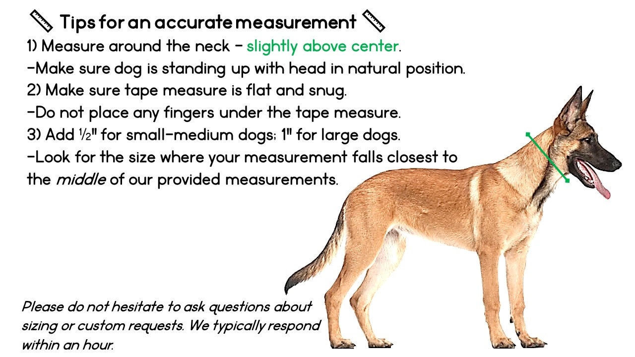 Stylish Natural Leather Dog Collar | Durable & Comfortable