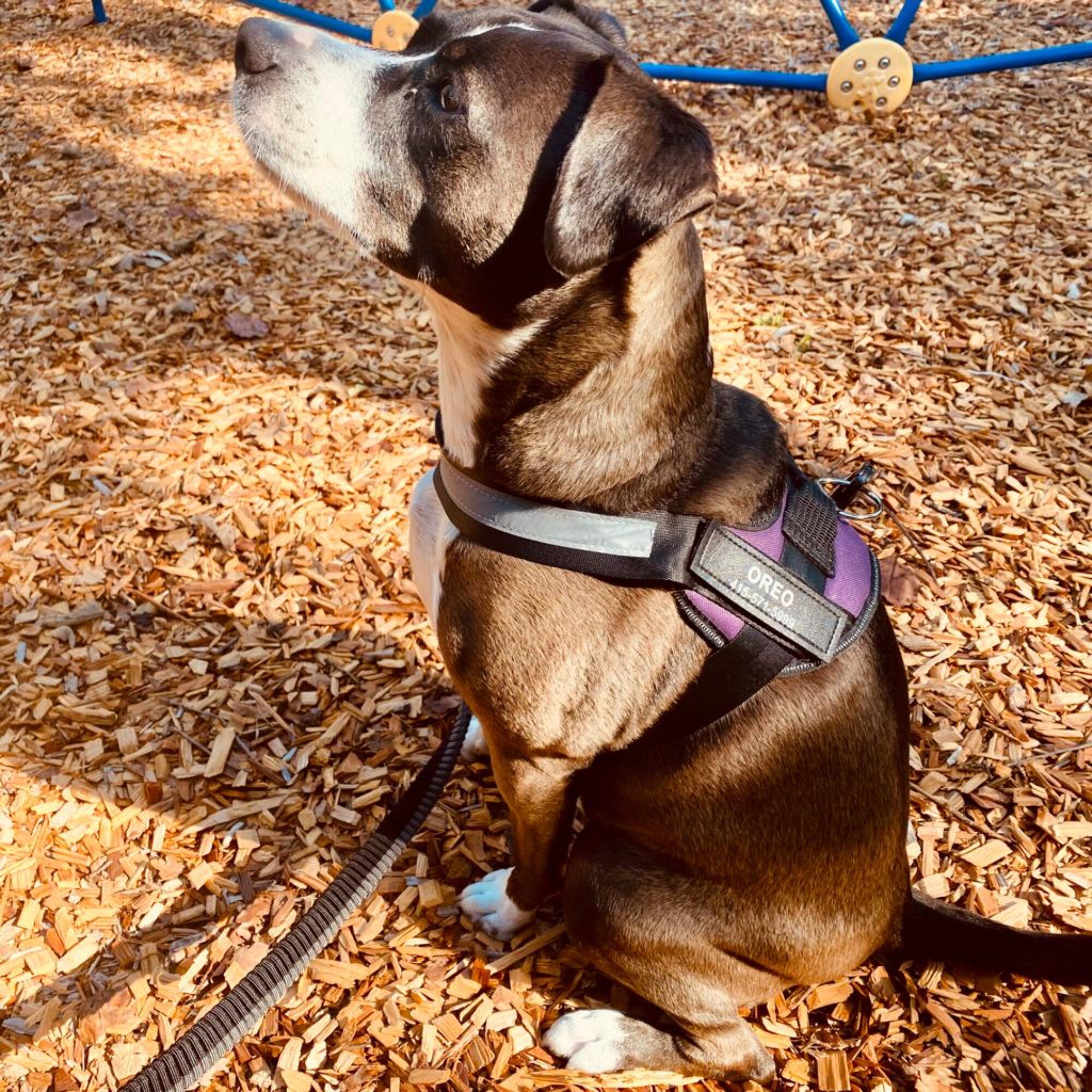 Customizable Harness & Leash Set for Dogs