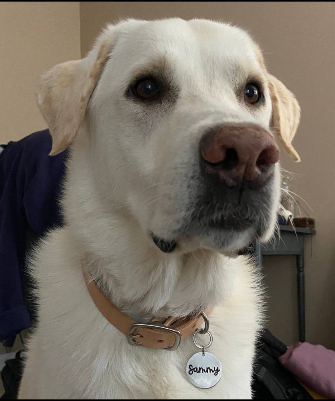 Stylish Natural Leather Dog Collar | Durable & Comfortable
