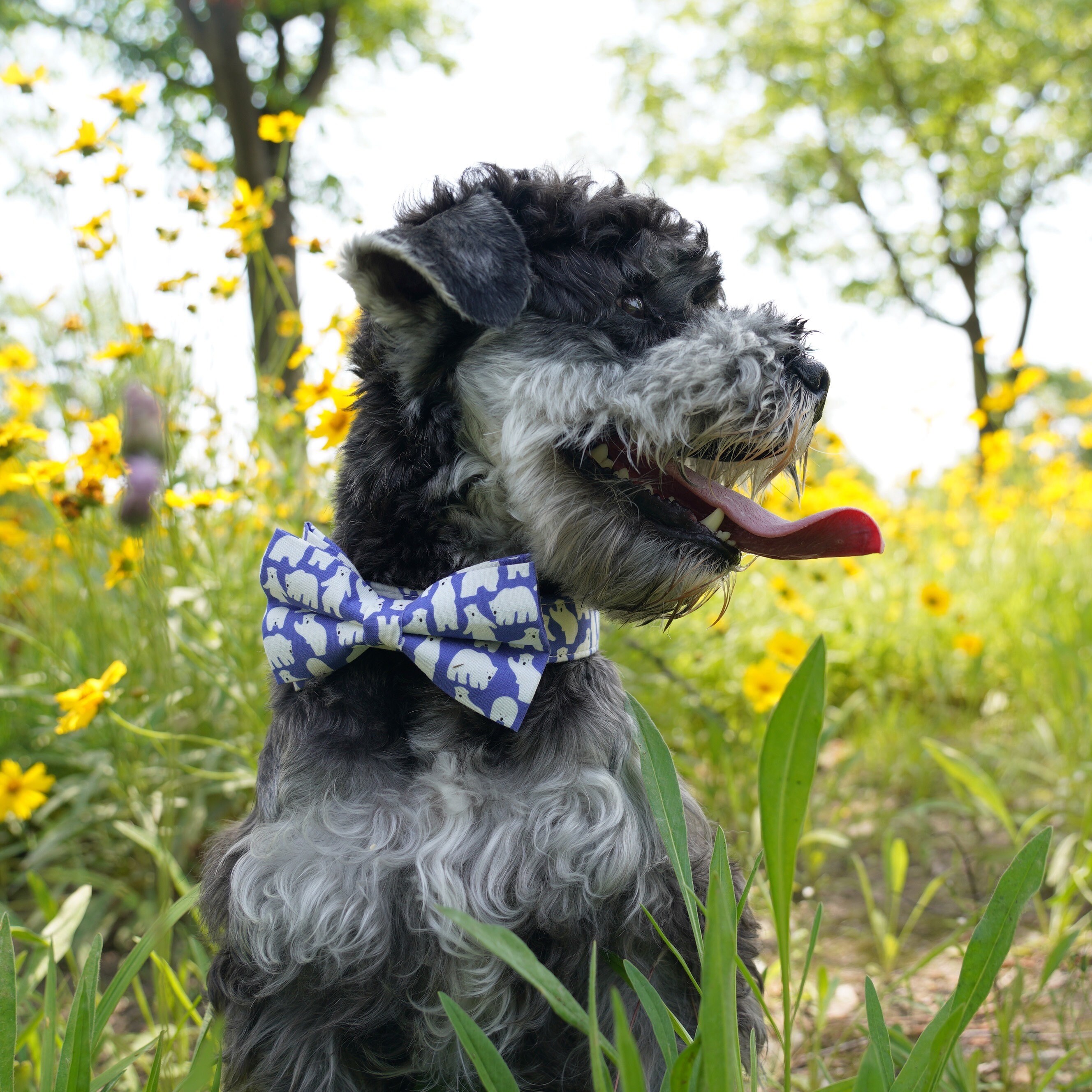 Customized Dog Collar and Leash Set