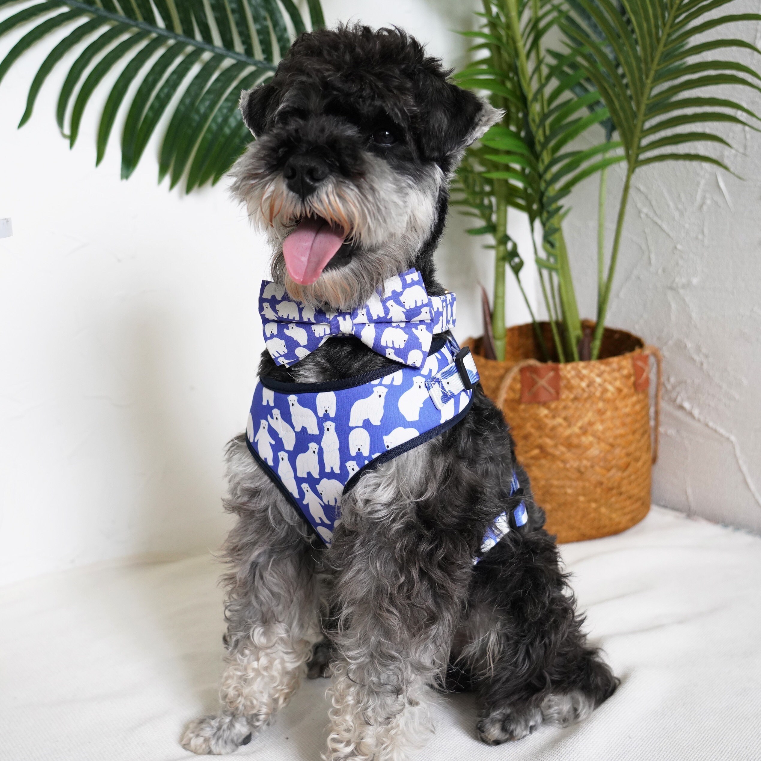 Customized Dog Collar and Leash Set