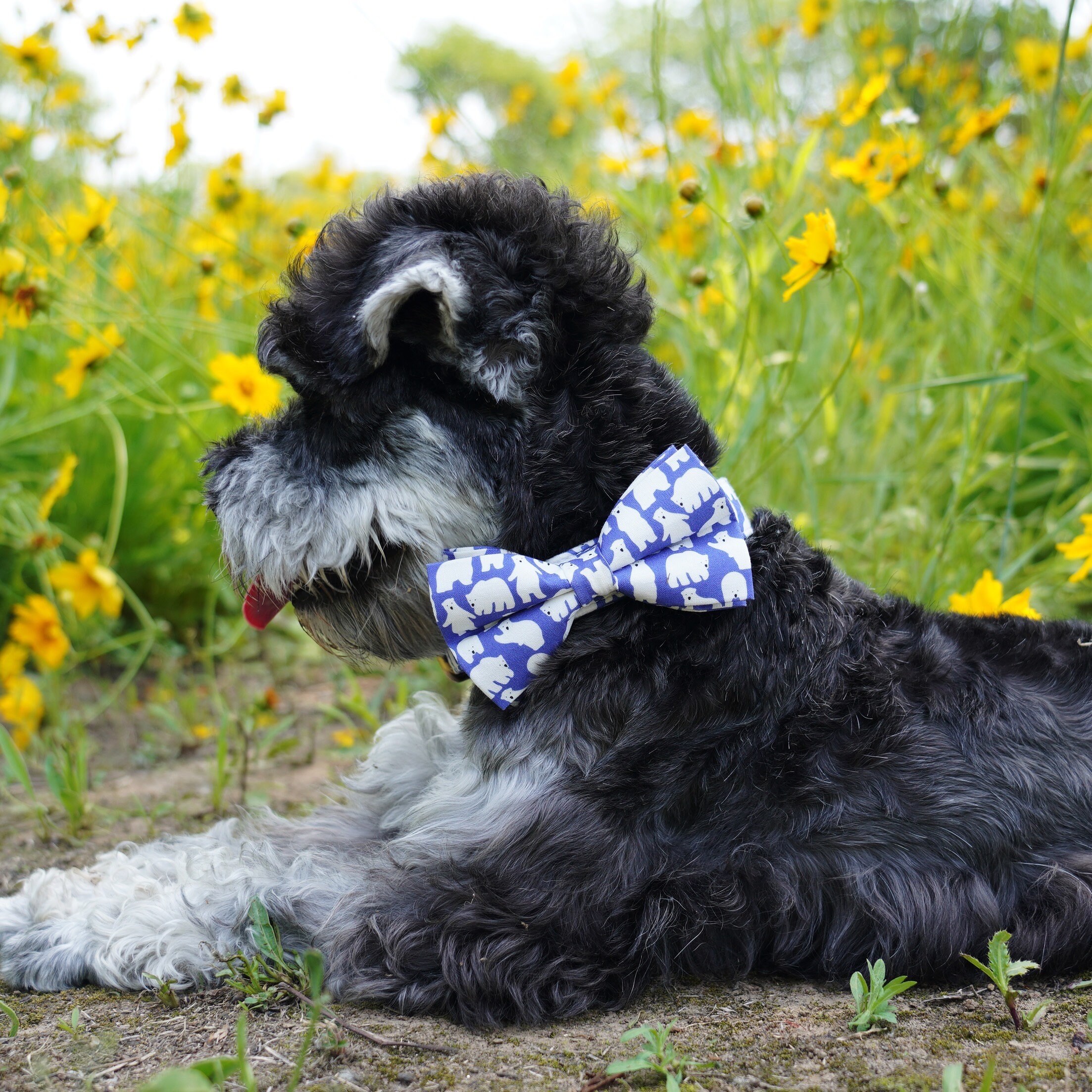 Customized Dog Collar and Leash Set