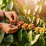 doanhdang - 17 Oz Premium Arabica Whole Bean Coffee, 100% Arabica Medium Roast, Rich Flavor for Espresso and Brew, Origin from Vietnam, Whole Med Roast Beans, Pack of 1, Phin Filter Included